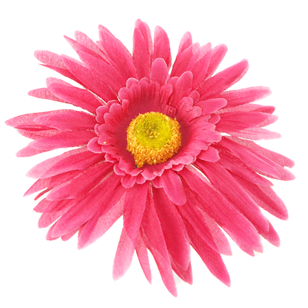 Duży różowy gerber na białym tle